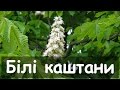 Народные украинские песни. Білі каштани 
