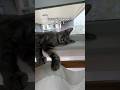 Iris The Grey Tabby Cat Like To Sleep Up High