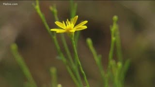 Pollen count reaches highest level in 6 years across metro Atlanta