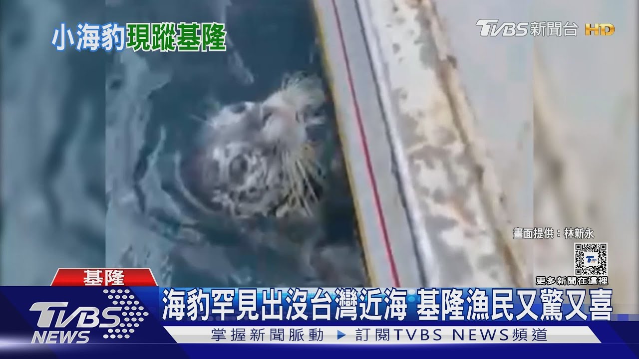 遠渡重洋來台過端午?小海豹試圖爬上基隆漁民船隻 萌樣全都錄