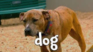 Farm Animals Facts gameplay video by jmidd0, 4:33 duration