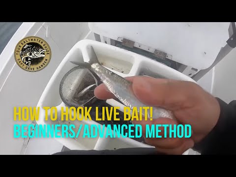 How To Hook LIVE Bait (Fishing Beginner/Advanced Method)