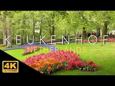 Keukenhof Gardens 4k Tulip Netherlands