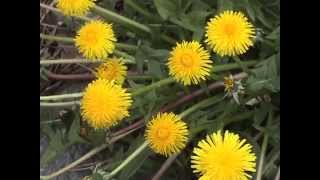 Edible Plants: Dandelion