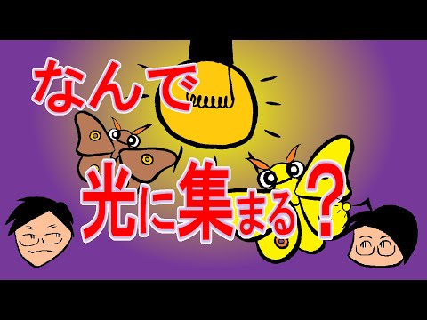 なぜ昆虫は光に集まるのでしょうか?