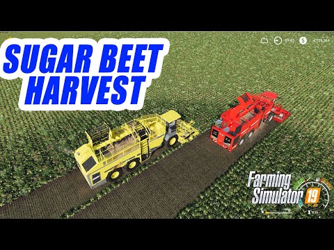 Farming Simulator 19 | Sugar Beet Harvest !! Ropa Tiger VS Holmer !!