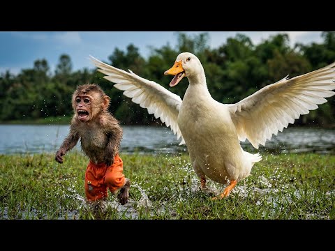Funny & Adorable Chaos: Monkey Bon’s Cutest Fights With Ducks! 🐵🦆