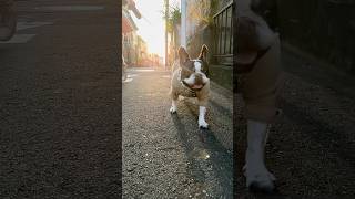 小さな幸せが何よりも幸せな愛犬