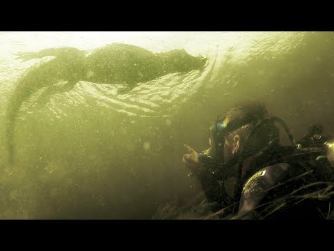 MA PLONGÉE LA PLUS EFFRAYANTE  - Cyril Chauquet