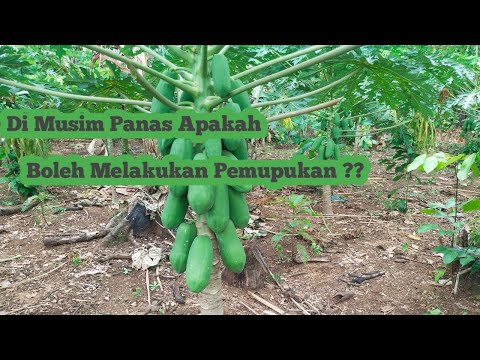 Di Musim Panas/ Kemarau, Apakah Boleh Di Lakukan Pemupukan Pada Tanaman Pepaya ??