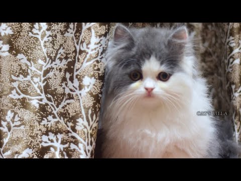 @CV SOHNI MUTIYAR 😍😍 N/A... || PURE PERSIAN KITTEN || LH...