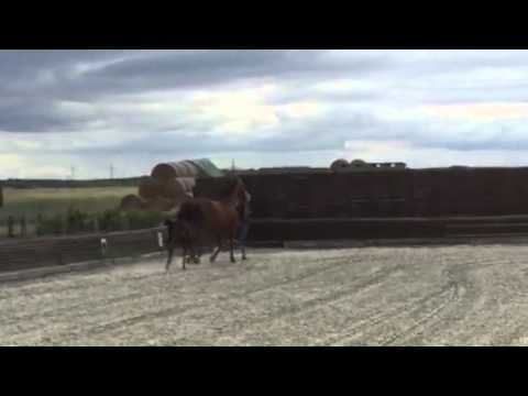 Stutfohlen von Finest