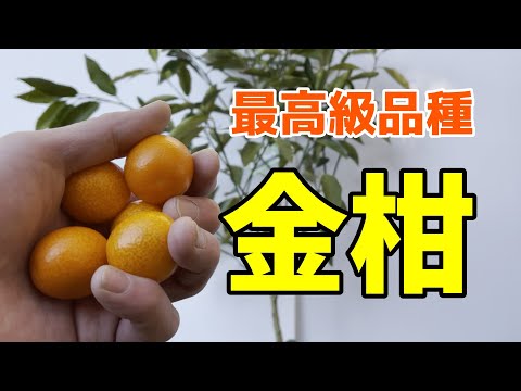 果物の種からキンカンを育てる方法は?  庭園