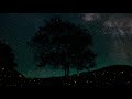 Fireflies at Night - Ambient