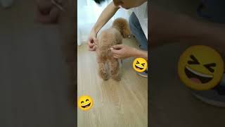 When dog in period l life hack #shorts #trending #fyp