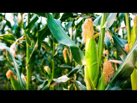 How to Grow Corn - Complete Growing Guide