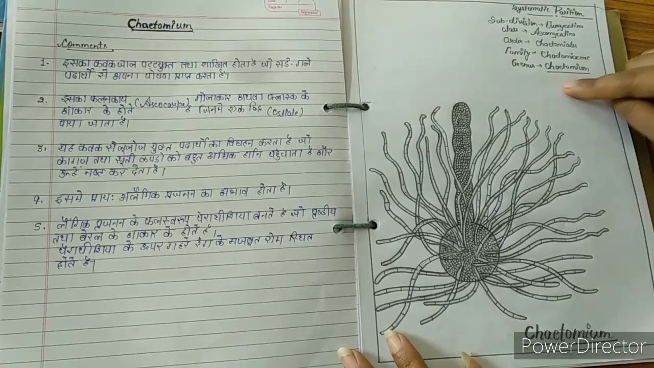 Botany practical file B.sc 1st year