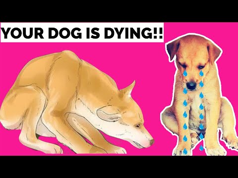 13 Jaw Dropping Signs of Cancer in Dogs ! Symptoms That Could Cost Your Dogs Life !