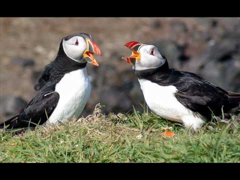 The Warlike lads of Russia- The Navigators