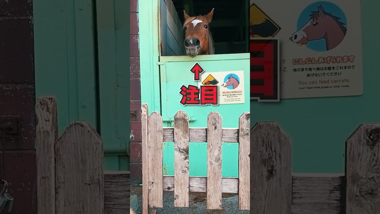 犬とおれたこでマザー牧場行ってきた　#shorts #マザー牧場 #トイプードル