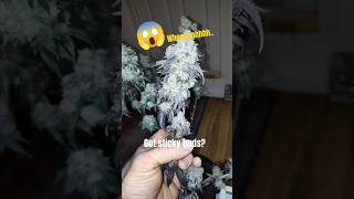 Soil Is Everything😱 Blending 2 Soils For Massive Buds! #hempcbd #AC Infinity #fox farms