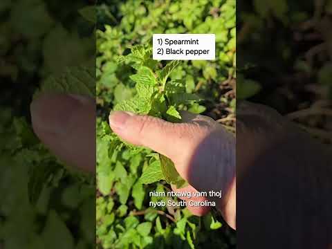 Qhia Tshuaj Zoo Hnoos Tshuaj Zoo Txiav Cawv Rau Tus Neeg Quav Cawv 1/20/2025