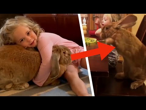 Cette fillette fait un câlin à un gros lapin qui vit chez elle : ce sont les meilleurs amis du monde