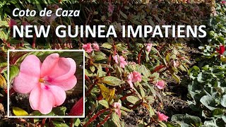 NEW GUINEA IMPATIENS Facts, Plant Care, Identification in Coto de Caza, CA; aka Impatiens hawkeri