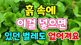 흙에 이것을 넣고 밭을 만들고 채소를 키우니 벌레가없어요. 텃밭에 꼭 활용해보세요.