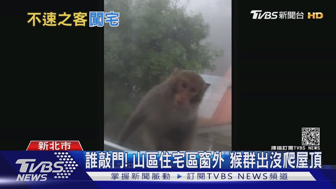是誰來敲門!新店山區住宅 居民驚見獼猴群出沒爬屋頂