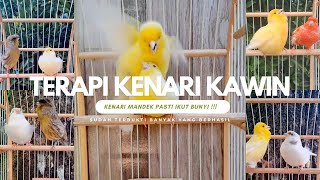 Download lagu PANCINGAN KENARI Kawin Untuk Terapi kenari Mandek Jarang Bunyi | Dijamin Kenari Mandek Ikut Gacor !! mp3