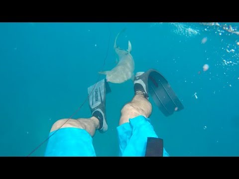 Shark atack on Sardinia, Gopro hero 4, Quick video