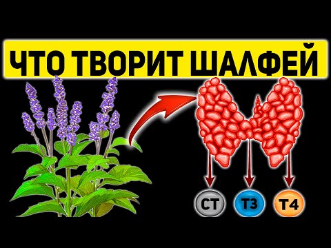 Растение Долгожителей! Что Творит Шалфей с Организмом Человека? Полезные и Лечебные Свойства Шалфея