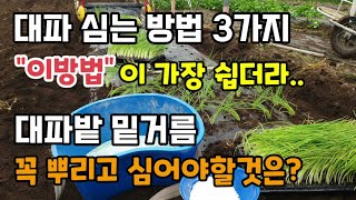대파심는시기 대파심는방법 3가지 "이방법"이 가장 쉽고 빨라요 대파밭 밑거름할때 꼭 뿌리고 심어야할것은? 대…