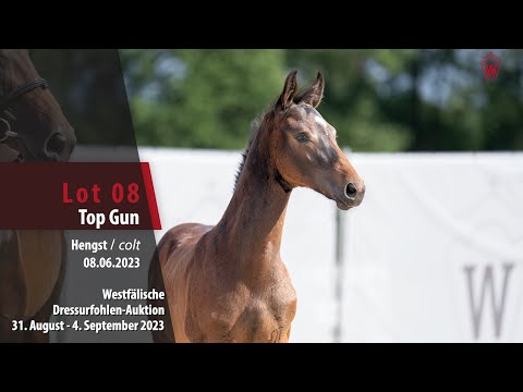 Dressurfohlen-Auktion Lot 08 Top Gun Hengst v.Total Diamond PS - Contendro I