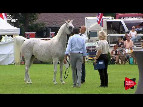 N.158 EKSPULSJA - Ströhen 2017 Int B-Show - 10 Years and Older Mares (Class K)