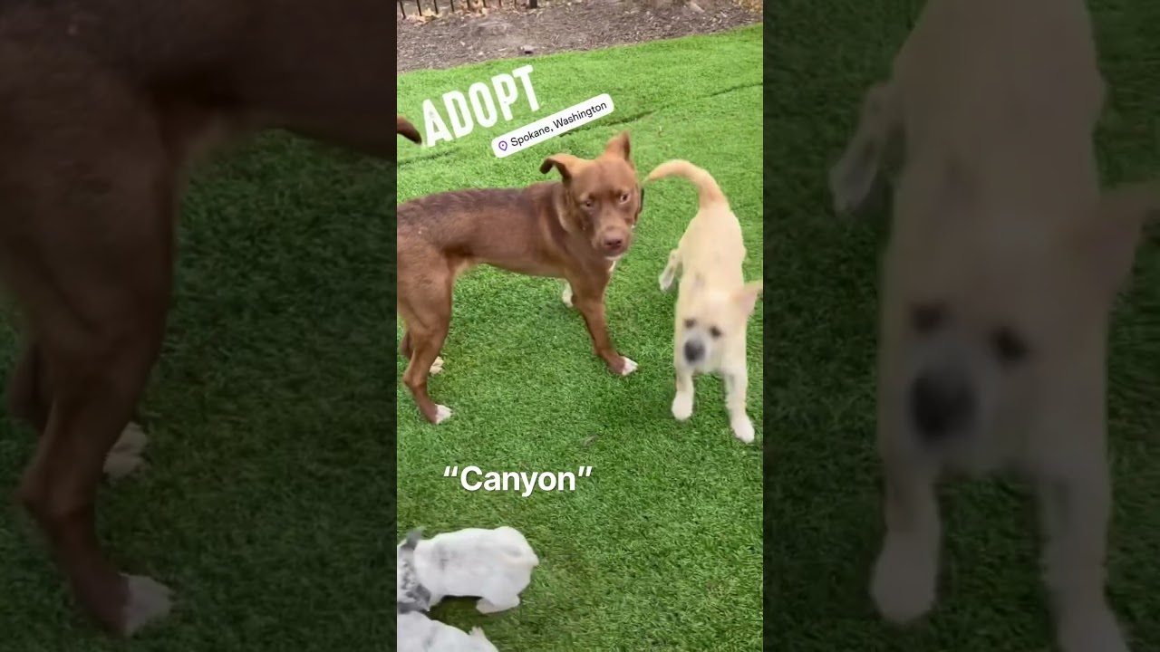 Enlarge Canyon, a Adopted mixed breed in San Diego, CA video 2/6