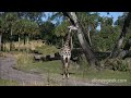 WDW Disney S Animal Kingdom Kilimanjaro Safari Giraffe On The Savanna