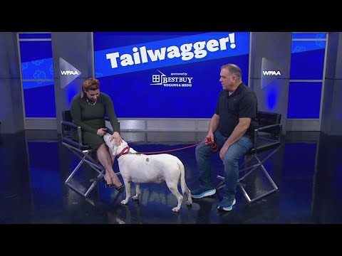 Tailwaggers: Meet Bronson - YouTube
