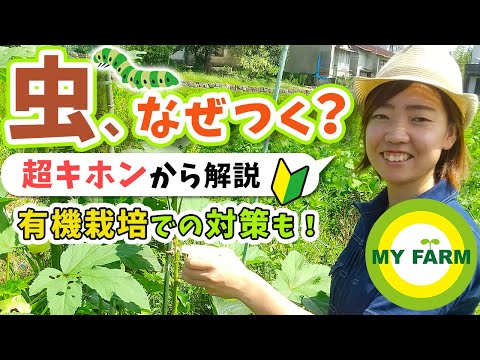 ラズベリーに虫が発生する理由とその対処法は？  庭園