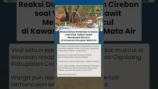 Reaksi Dinas Pertanian Cirebon soal Viral Kebun Sawit yang Tiba-tiba Muncul di Kawasan Resapan