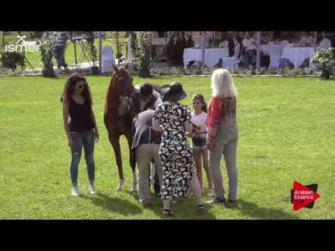 2 nd place  N.110 AJ NORAH - Ströhen 2017 Int B-Show - Junior Fillies Championship (Class P)