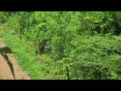 hunting ground hogs with a 22 magnum