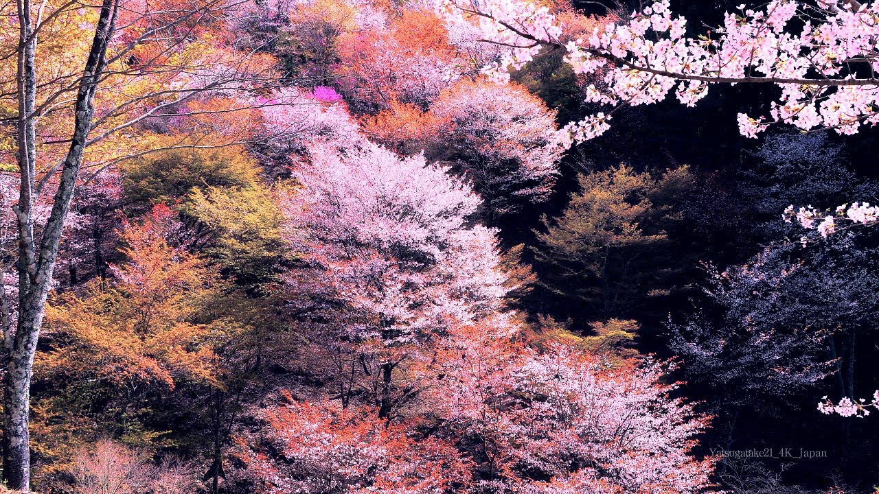4K映像 桜の名所「吉野山の千本桜 かさねいろⅡ 上千本 日本三大桜 」  cherry blossom japan 世界遺産 日本の美しい四季 春 奈良県吉野町 4月上旬 絶景自然風景 8K撮影