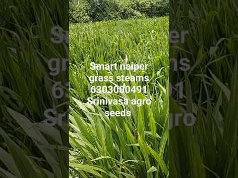 Smart Napier Grass