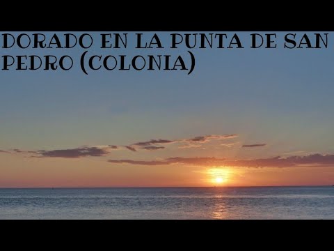 dorado en la punta de san Pedro- EL PIQUE ESTÁ EN COLONIA
