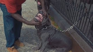 Spank Rock - "Gully" (Official Music Video)