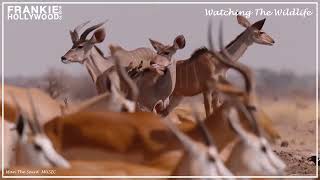 Frankie Goes To Hollywood - Watching The Wildlife