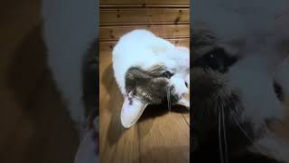 2026年8月26日 今日のしーちゃんฅ^•ω•^ฅ