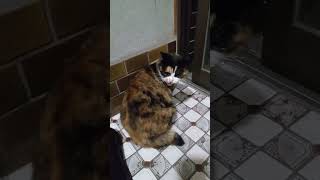 また外に出たいらしいので、少し開けるね。 #猫 #shorts